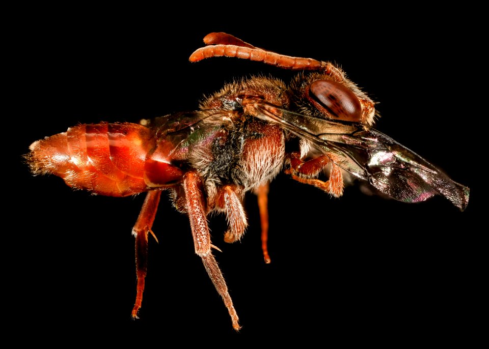 Nomada Bidentate Group, Side 2016-06-27-15.43