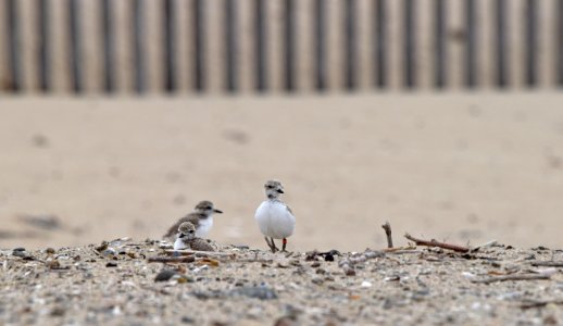 Western snowy plover siblings at Huntington State Beach photo
