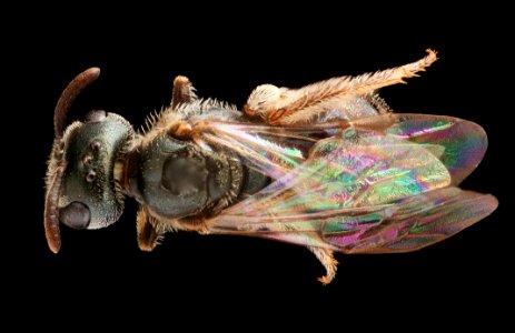Lasioglossum imitatum, f, back, Frederick, MD 2018-11-16-15.33.02 ZS PMax UDR