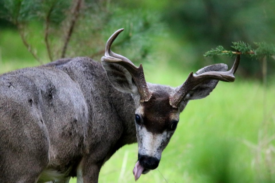Male black-tailed deer in Pacific Grove, CA.