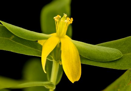 Hypericum hypericoides, St. Andrews Cross, Howard County, MD 2017-08-07-17.28
