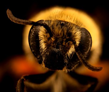 Colletes ciliatus, f, face, jugbay,MD 2019-10-10-18.32.36 ZS PMax UDR photo