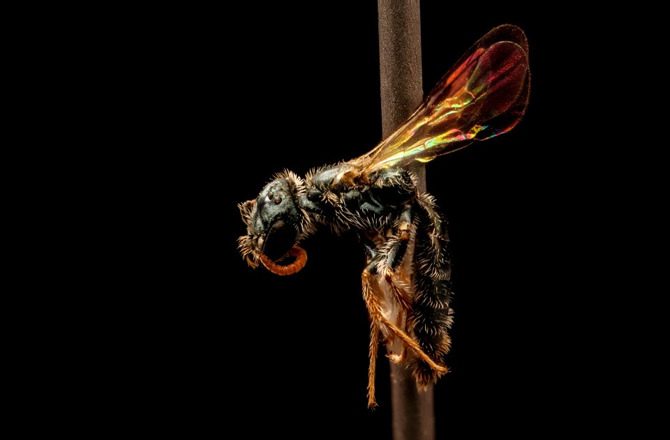 Conanthalictus conanthi, m, left side, Cochise Co., AZ 2017-05-26-19.09