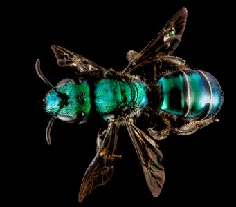 Augochlora buscki, M, Back5, Puerto Rico, Yauco 2014-09-15-18.11.39 ZS PMax