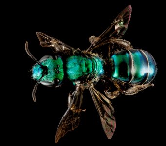 Augochlora buscki, M, Back5, Puerto Rico, Yauco 2014-09-15-18.11.39 ZS PMax photo