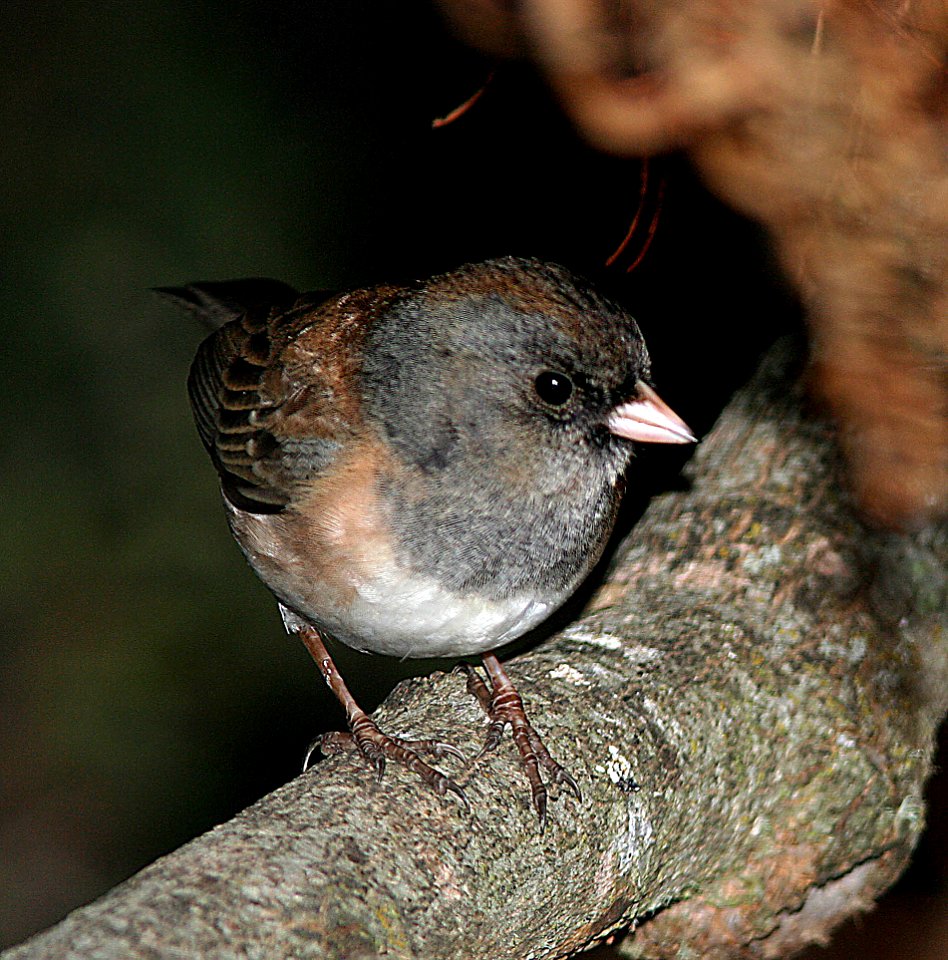 JUNCO, DARK-EYED (2-1-07) canet rd, morro bay, slo co, ca