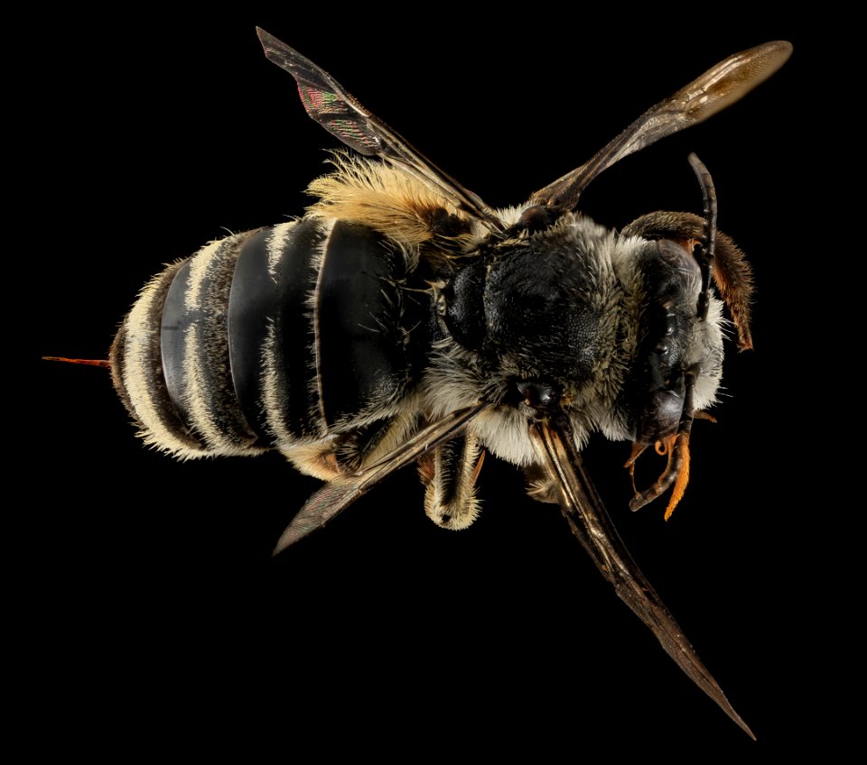Melissodes denticulata, F, Back, Carroll Co., MD 2013-11-20-16.46.09 ZS PMax
