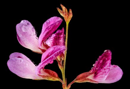 ticktrefoil flower with dew, MD, PG County 2013-08-20-12.44.12 ZS PMax