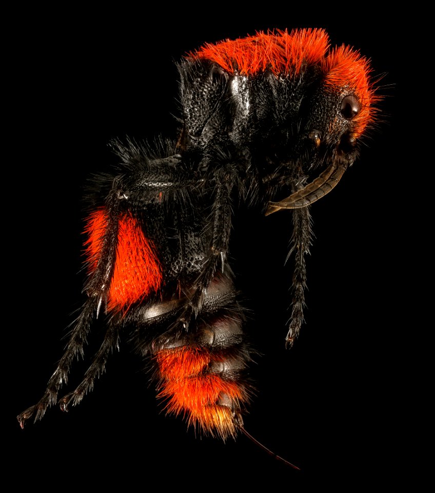 Velvet Ant, F, Side, Hot Springs Village, AR 2015-08-20-15.39.20 ZS PMax UDR copy photo