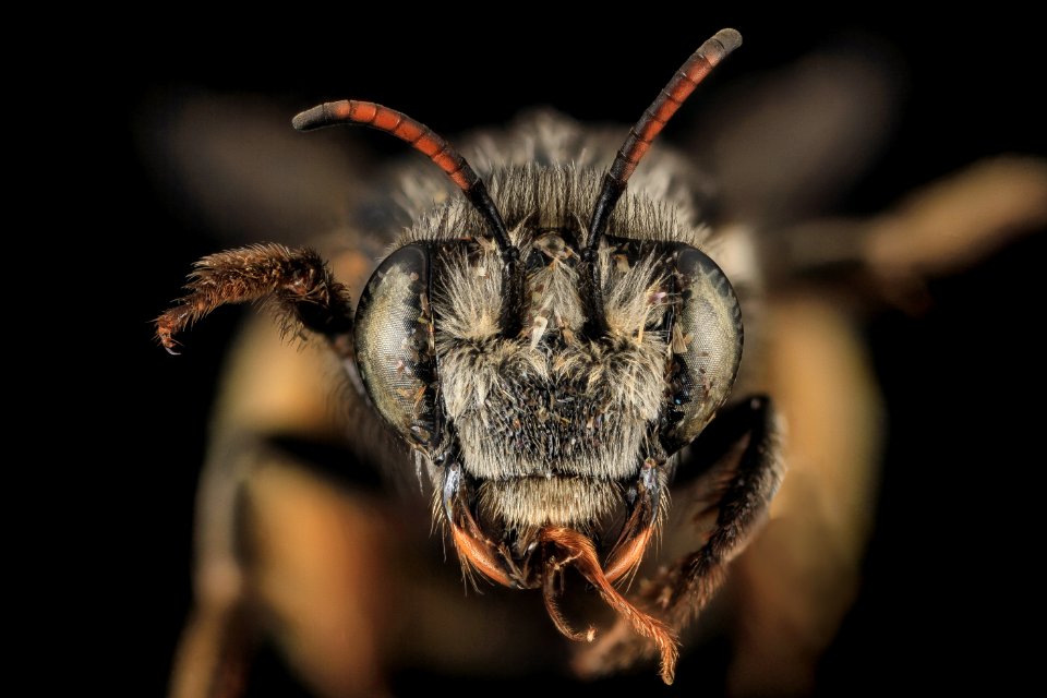 Florilegus condignus, F, face, Charles Co., Maryland 2014-01-13-15.52