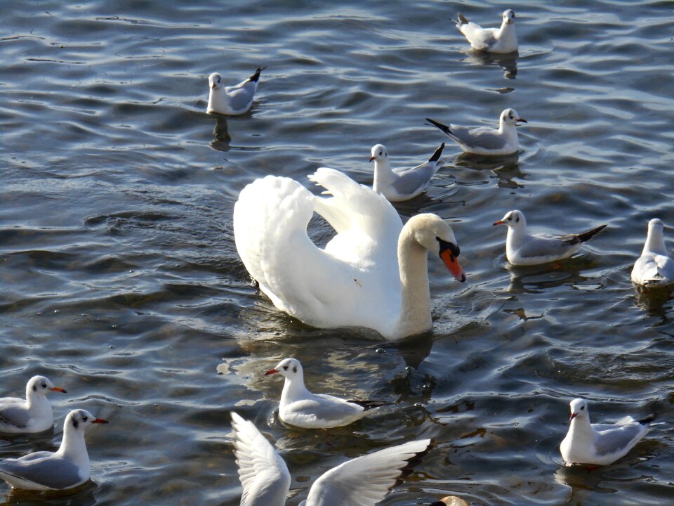 Animal water bird rapperswil