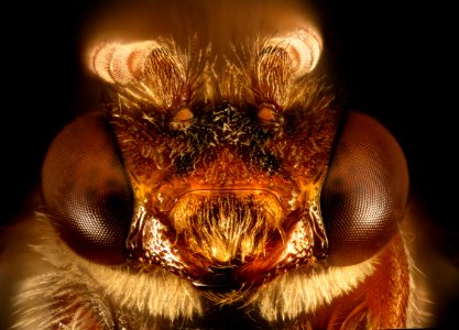 Nomada Bidentate Group, Face 2016-06-27-15.34