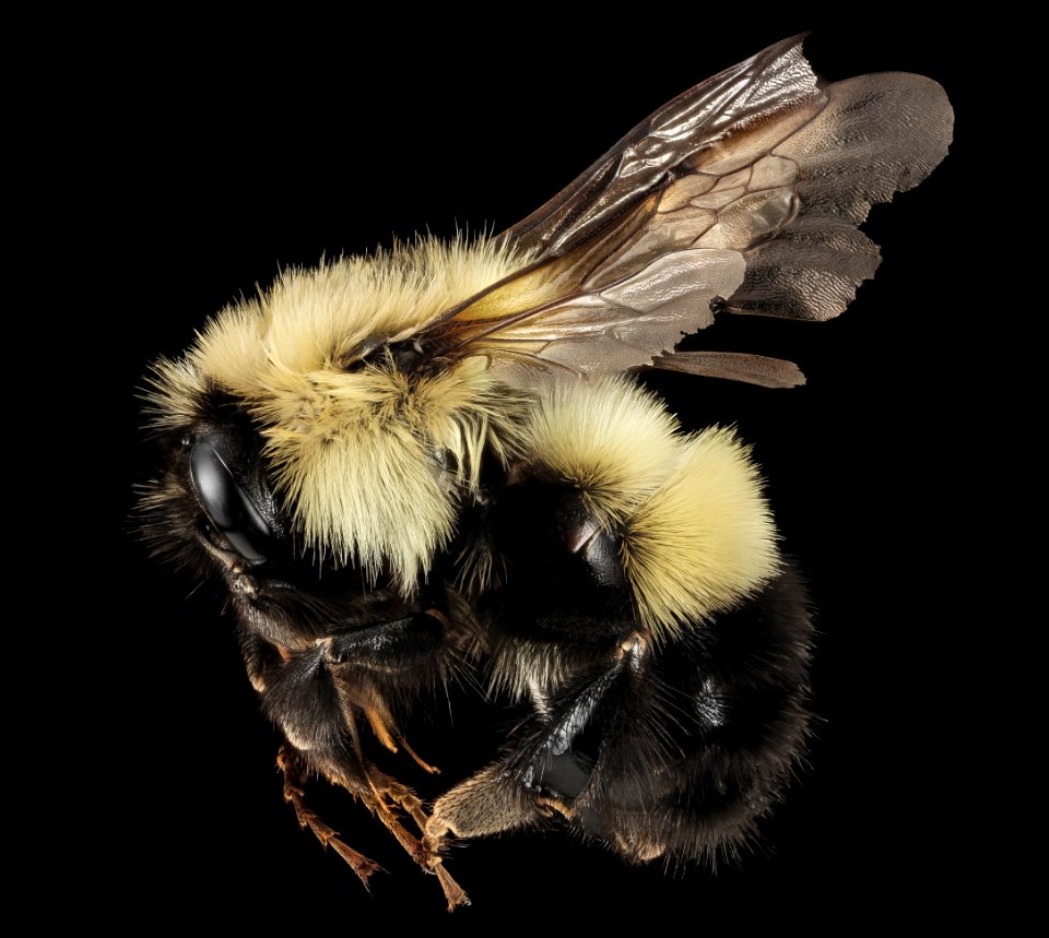 Bombus vagans, Q, Side, NY, Franklin County 2014-07-01-17.20.31 ZS PMax
