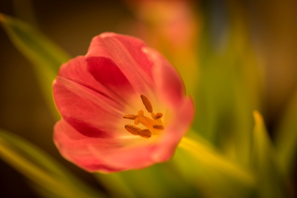 Blumen gehen immer