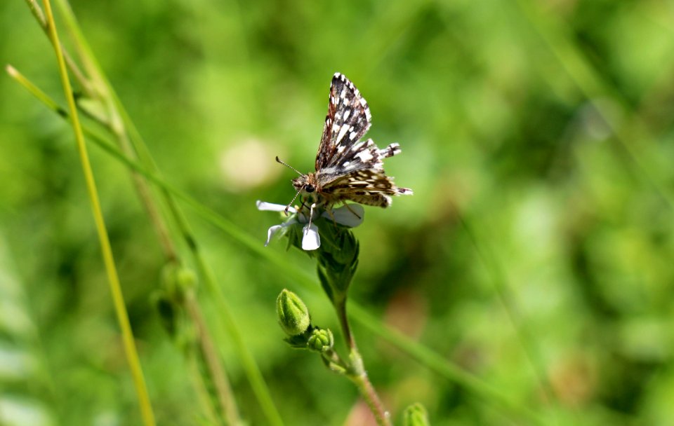 Laguna Mountains skipper on Cleveland's horkelia