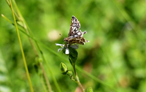 Laguna Mountains skipper on Cleveland's horkelia