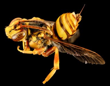 nomada affabilis, f, back, md, kent county 2014-06-09-17.53.44 ZS PMax