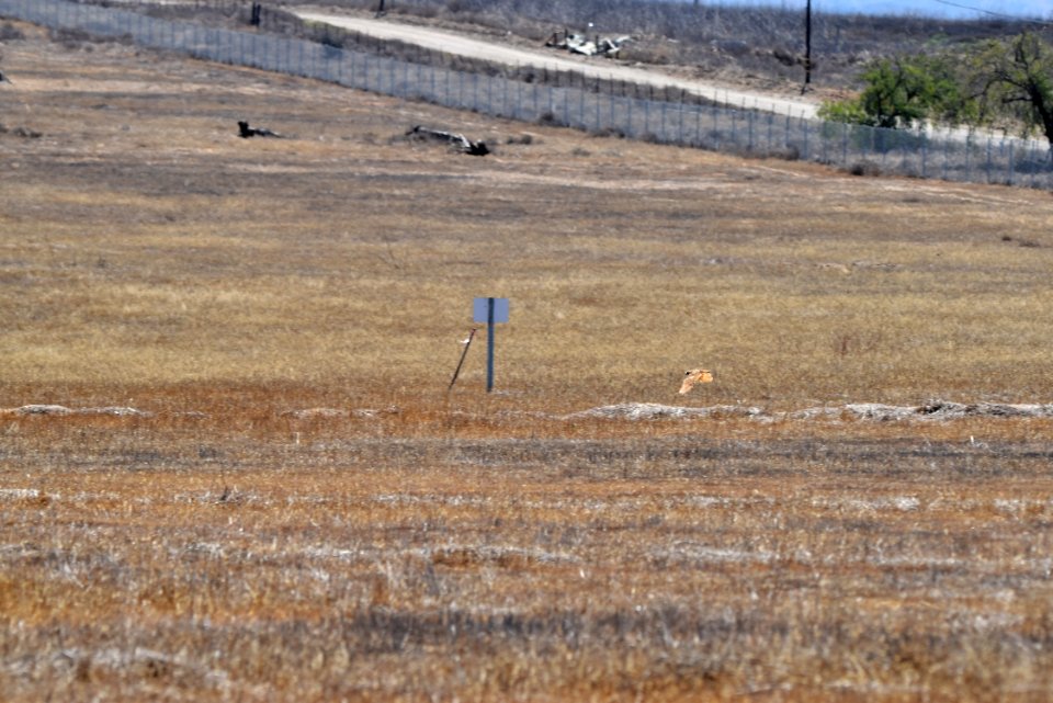 Burrowing owl flying in Otay Mesa, California.