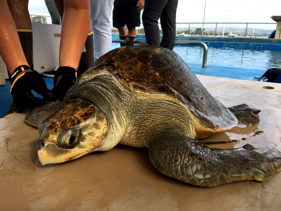 Solstice, an olive ridley gets prepped for her GPS tag