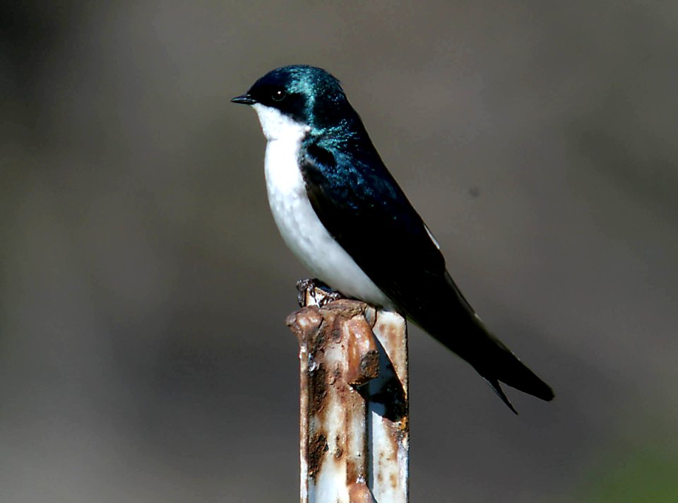SWALLOW, TREE (4-30-04) morro bay, slo co, ca