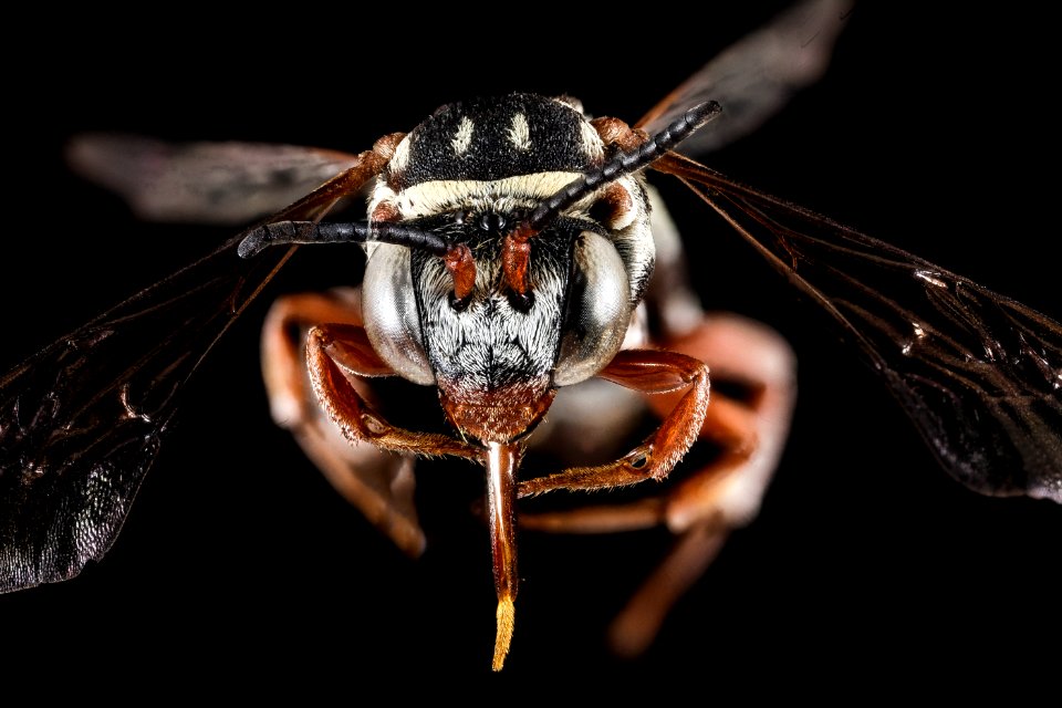 Triepeolus lunatus lunatus, M, Face, GA, Baker County 2015-01-27-19