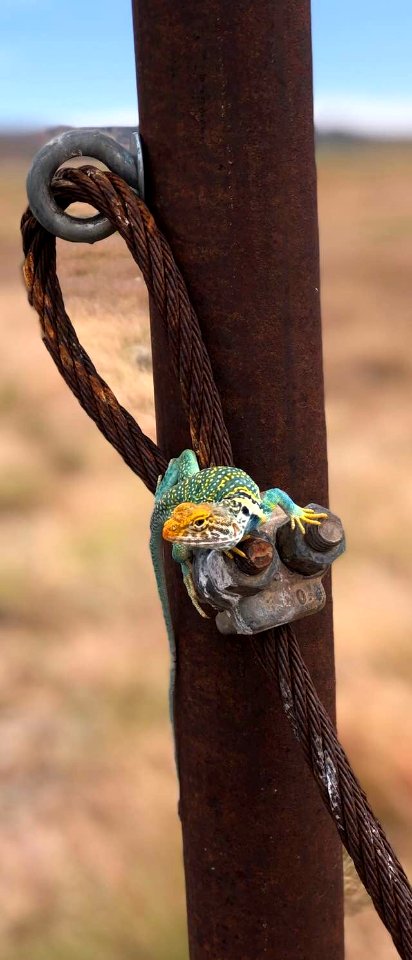 Collared Lizard on a Cable