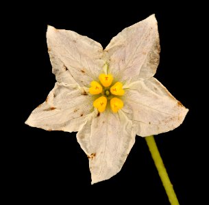 Solanum carolinense, Horse-nettle, Howard County, Md, Helen Lowe Metzman 2019-03-22-14.14.41 ZS PMax UDR