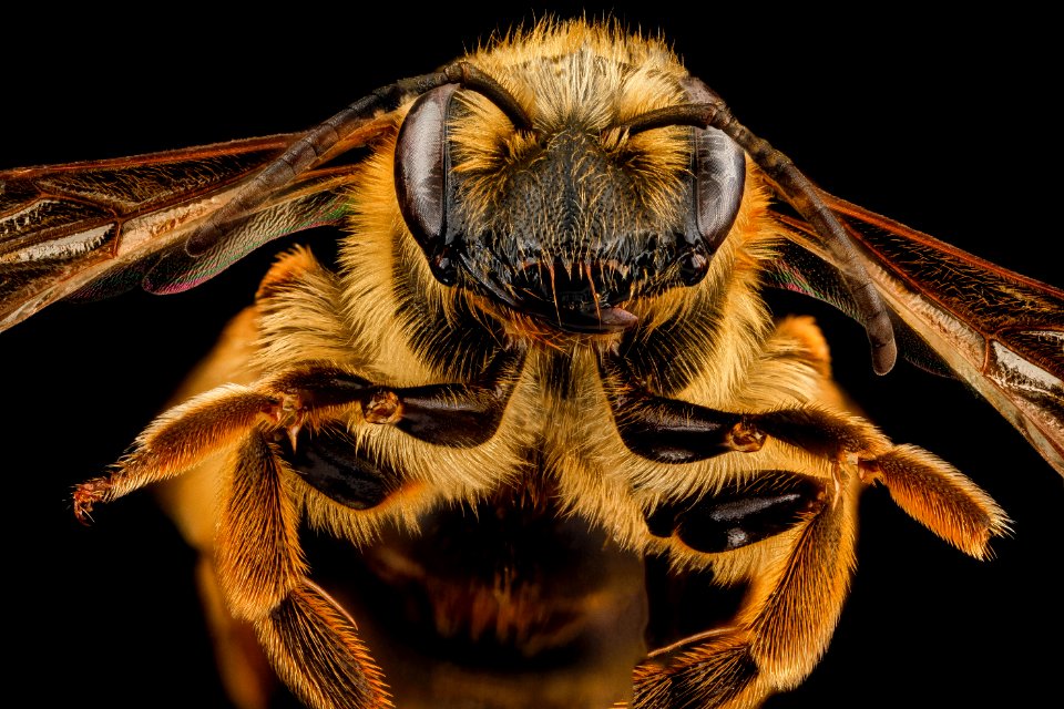 Andrena hilaris, F, face, Maryland, Anne Arundel County 2012-12-19-14.59