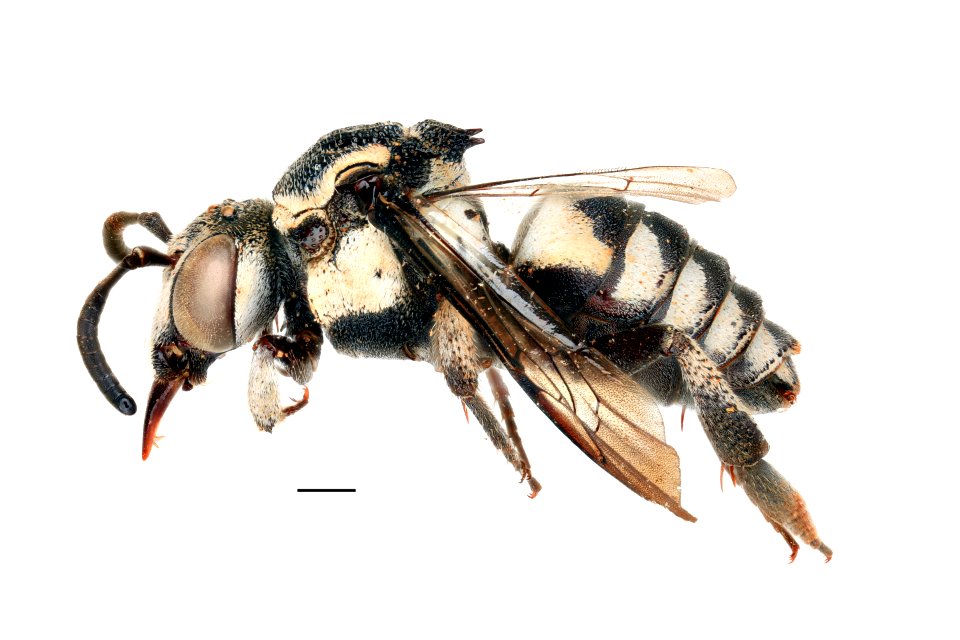 Afromelecta lieftincki M 11.5mm