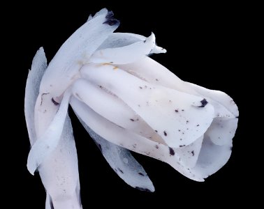 Monotropa uniflora, Ghost Pipe, Howard County, Md, Helen Lowe Metzman 2019-10-23-18.46.02 ZS PMax UDR-Recovered