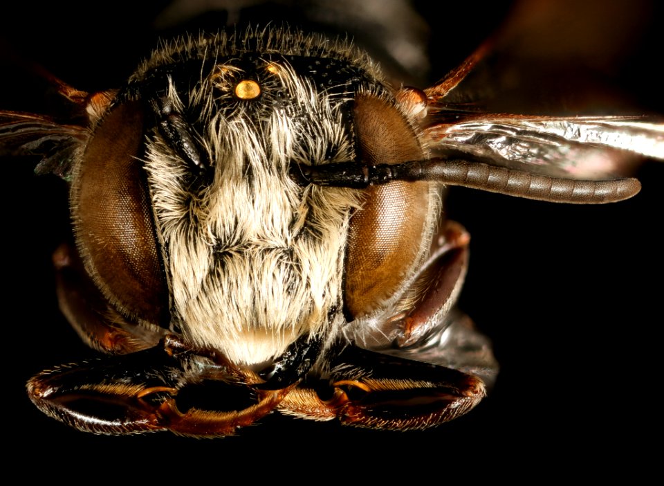 Coelioxys octodentata, m, face, Maryland 2016-04-07-15.41