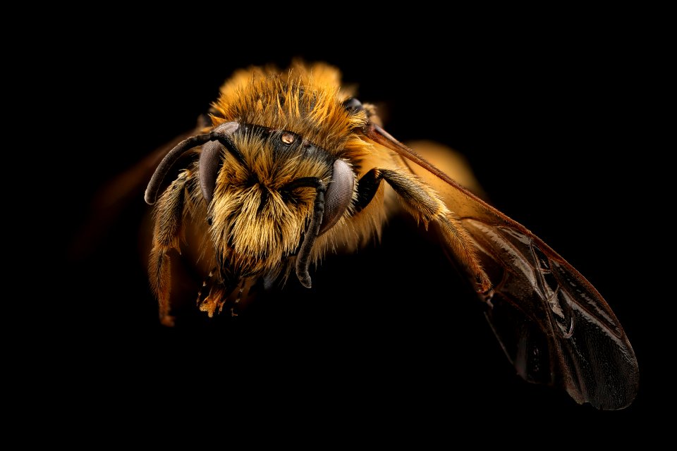 Nesocolletes fulvescens, f, face, Queenstown, New Zealand 2017-06-20-14.53