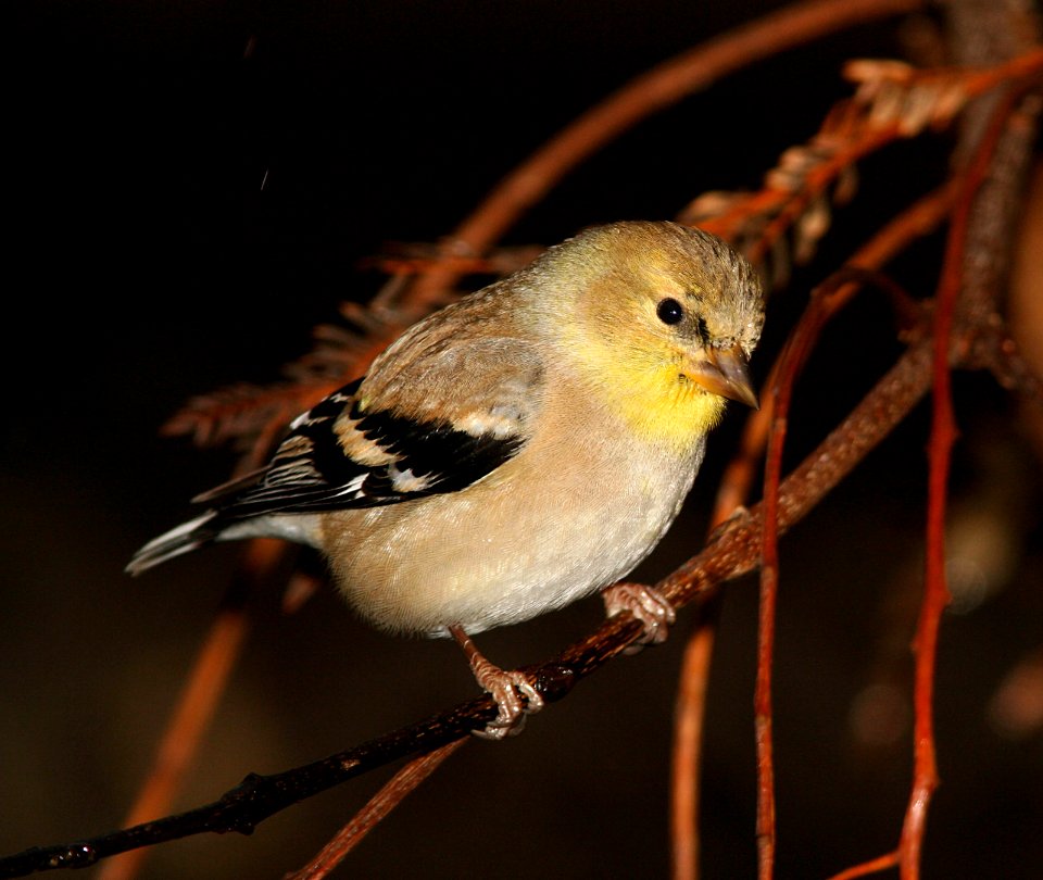 GOLDFINCH, AMERICAN (2-1-07)-2