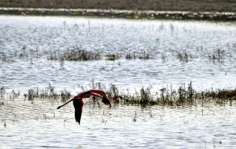 Flamingo flying photo