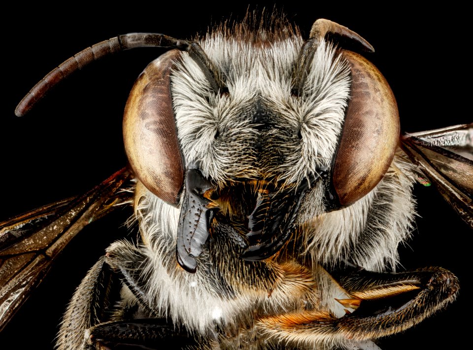 Megachile parallela, F, face, Tennessee, Haywood County 2013-01-22-14.52.28 ZS PMax