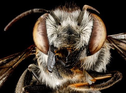Megachile parallela, F, face, Tennessee, Haywood County 2013-01-22-14.52.28 ZS PMax photo