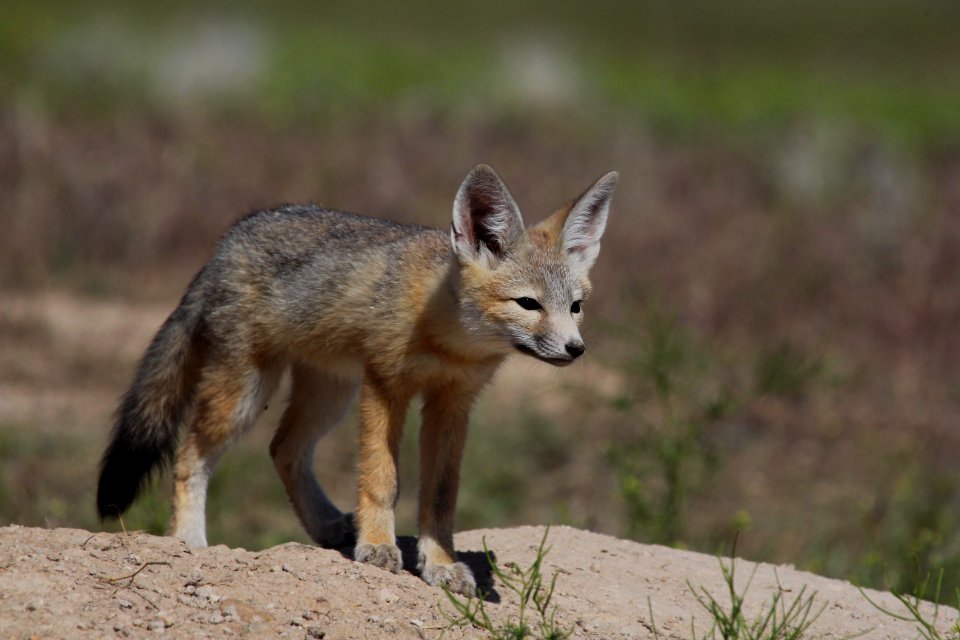 Kit Fox Pup near Delta, Utah.