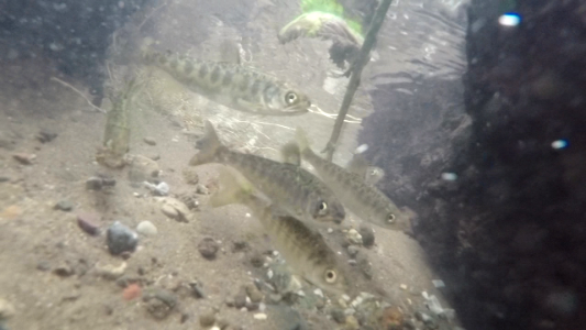 Winter-run juvenile release into Battle Creek