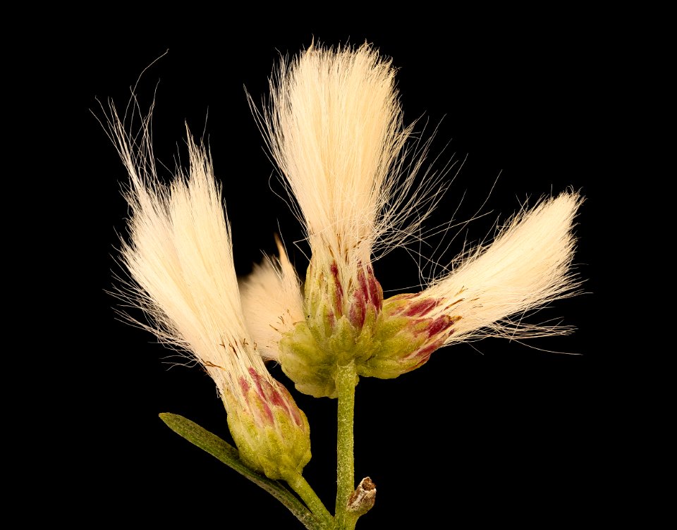 Baccharis halimifolia, Groundsel tree, Howard County, Md, Helen Lowe Metzman 2019-03-22-06.03.19 ZS PMax UDR