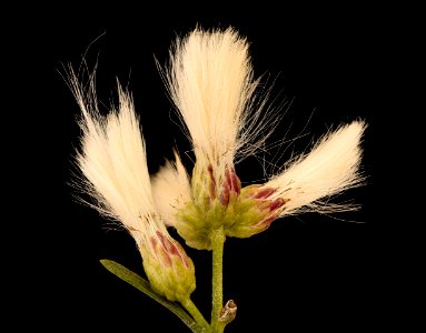 Baccharis halimifolia, Groundsel tree, Howard County, Md, Helen Lowe Metzman 2019-03-22-06.03.19 ZS PMax UDR