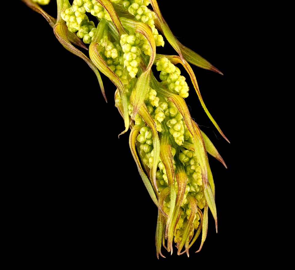 Dioscorea villosa, Wild Yam, pistillate inflorescences in bud 2, Howard County, MD, HeLoMetz 2017-05-26-19.52