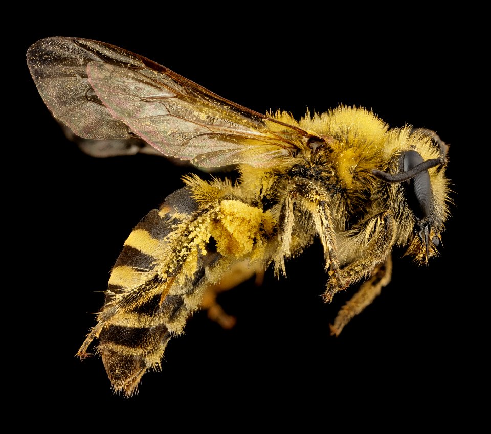 Colletes hederae, f, country unk, side 2014-08-09-18.15.49 ZS PMax