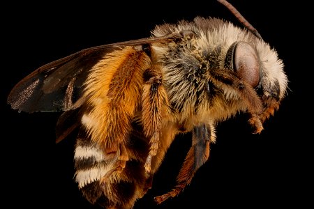 Melissodes subillatus, f, right, Clevland, OH 2018-06-20-14.30.09 ZS PMax UDR