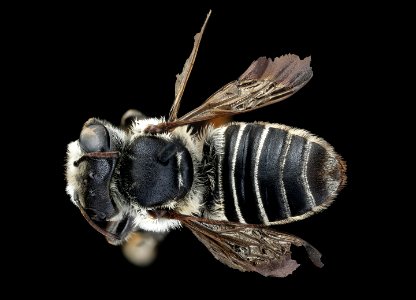 Megachile integra, f, back, Suffolk, VA 2018-06-20-14.01.24 ZS PMax UDR