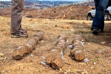 Quino pods wait to be distributed at release site