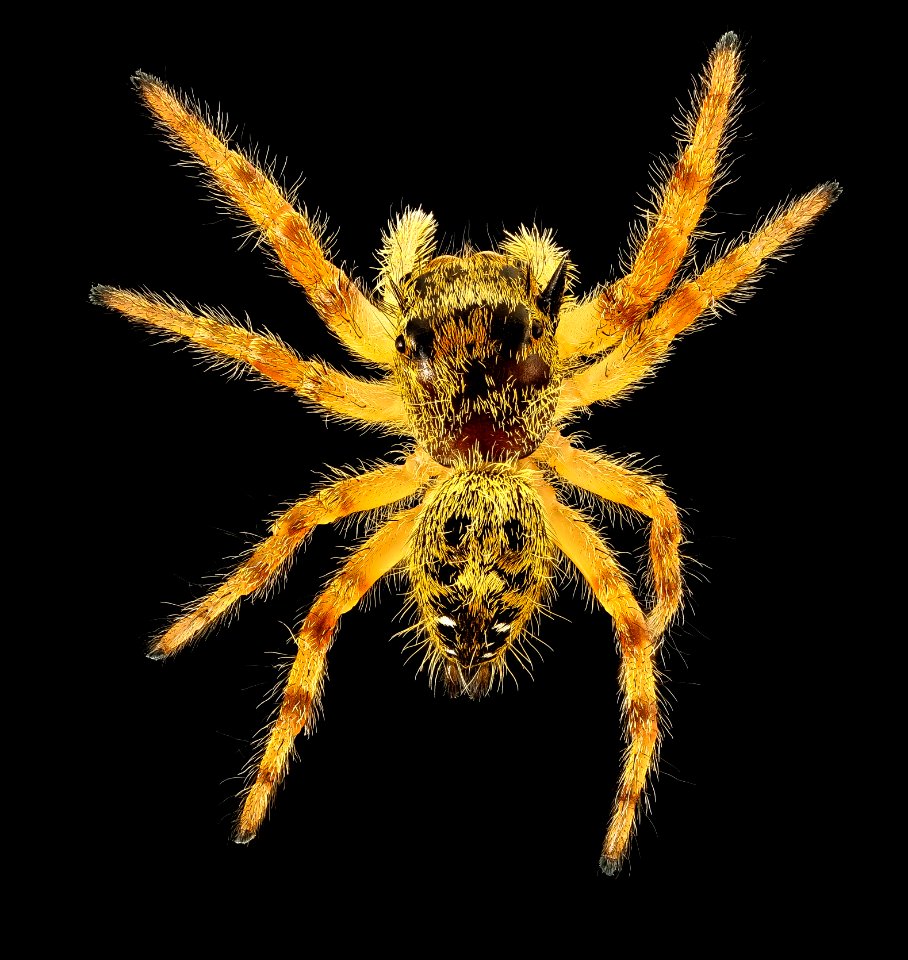 Jumping spider full view, beltsville, md 2016-08-06-16.59