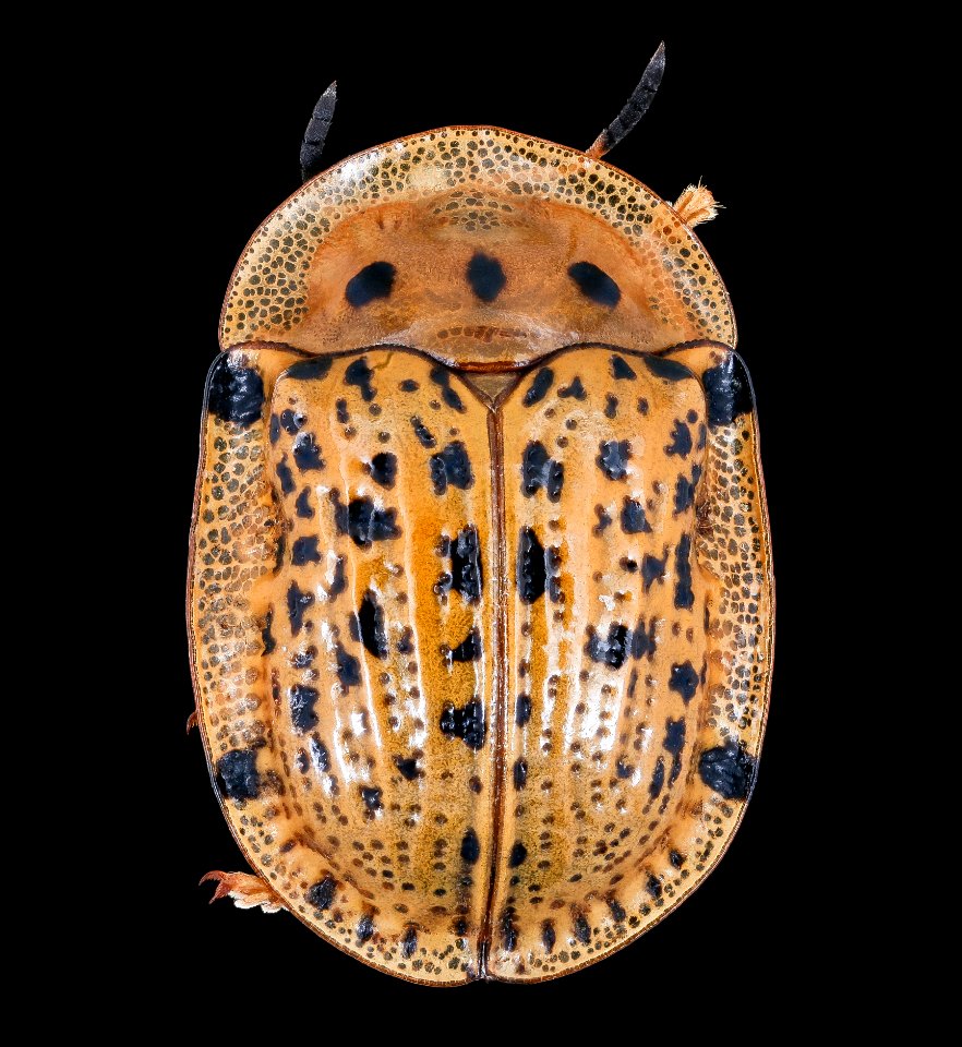 Gold beetle, u, back, South Africa 2019-12-18-12.24.08 ZS PMax UDR