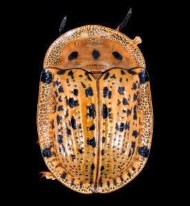 Gold beetle, u, back, South Africa 2019-12-18-12.24.08 ZS PMax UDR photo
