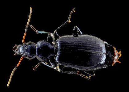 Beetle deep blue, back, SD, Badlands 2013-10-01-09.49.17 ZS PMax