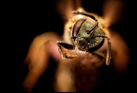 Lasioglossum versatum, f, face, Centre Co., PA 2017-04-07-18.16
